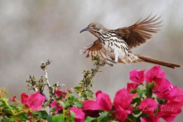 Long-billed Thrasher landing