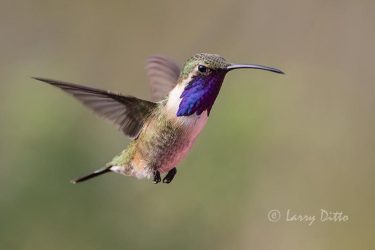 Lucifer Hummingbird male feeding, w. Texas