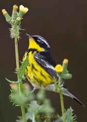 Magnolia Warbler male feeding on insects in thistle