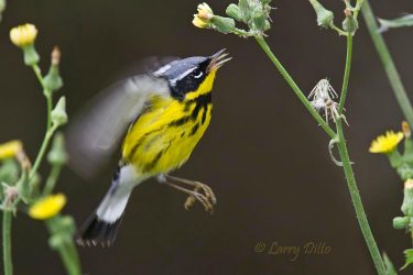 Magnolia Warbler male hovering at thistle plant, South Padre Island, Texas, spring migration