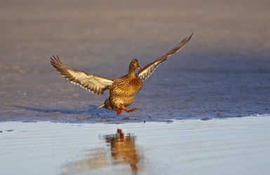Mallard hen running on the mudflats at Rockport, Texas