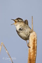Marsh Wren, singing from cattail, June