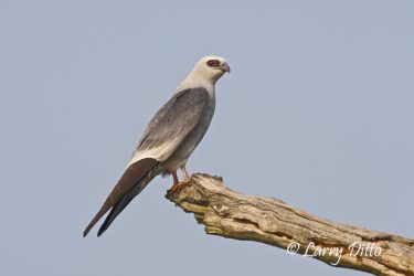 Mississippi Kite on perch, Caddo Lake, Texas