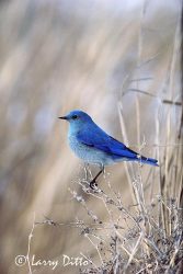 Mountain Bluebird (Sialia currucoides), male, early spring