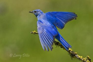 Mountain Bluebird landing, Rocky Mountains, June