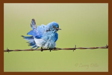 Mountain Bluebird