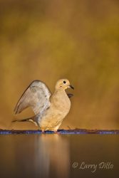 Mourning Dove (Zenaida macroura) taking flight from pond