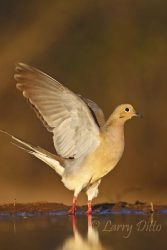 Mourning Dove (Zenaida macroura) flushing from south Texas pond at sunset