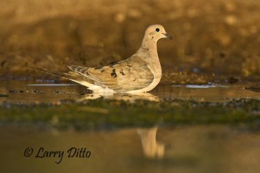 Mourning Doves (Zenaida macroura) at water hole, late summer, s. Texas
