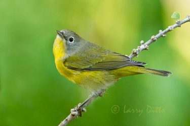 Nashville Warbler