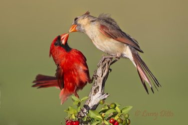 Male northern cardinal feeding female; breeding behavior