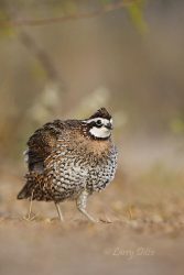 Northern Bobwhite male