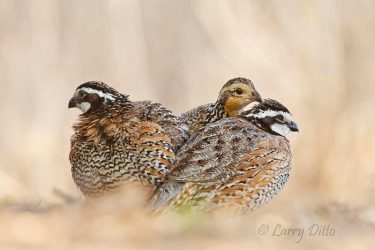 roosting northern bobwhites