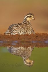 Northern Bobwhite (Colinus virginianus) hen taking a dust bath at edge of pond, south Texas
