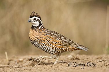 Northern Bobwhite (Colinus virginianus) adult male runnig, south Texas, winter