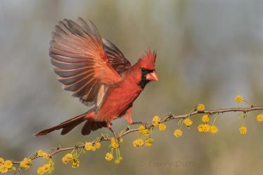 Northern Cardinal male landing