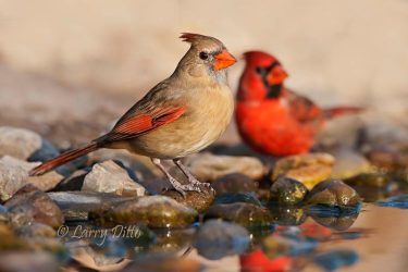 Northern Cardinal pair at pond, Martin Ranch