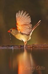 Northern Cardinal (Cardinalis cardinalis) female flying from south Texas pond