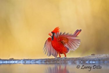 Northern Cardinal (Cardinalis cardinalis) male
