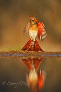 Northern Cardinal (Cardinalis cardinalis) flying from pond where she was drinking, sunset in south Texas, March