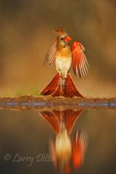 Northern Cardinal (Cardinalis cardinalis) flying from pond where she was drinking, sunset in south Texas, March