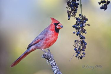 Northern Cardinal eating mustang grapes