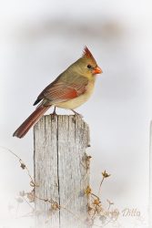 Northern Cardinal female on picket fence, n. Texas winter