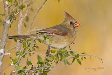 Northern Cardinal female at sunset
