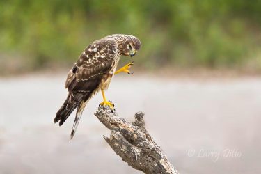 Northern Harrier