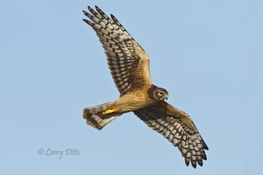 Northern Harrier in flight
