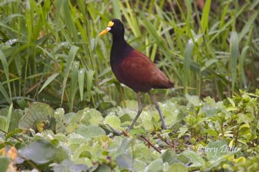 Northern Jacana walking on aquatic plants, Tamaulipas, Mexico