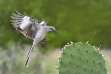 Northern Mockingbird landing on prickly pear cactus.
