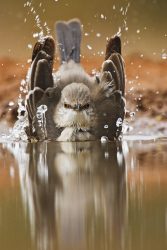 northern mockingbird