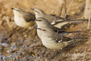 Mockingbirds drinking