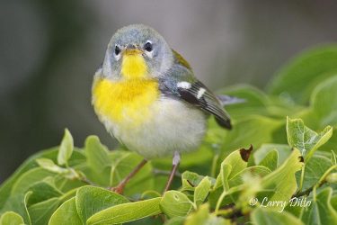 Northern Parula