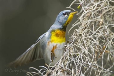 northern parula male in spanish moss