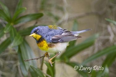 Northern Parula (Parula americana) male, spring, northeast Texas