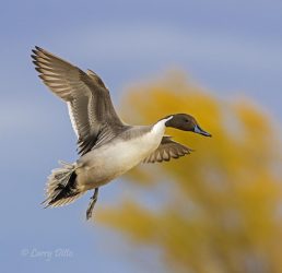 Northern Pintail landing