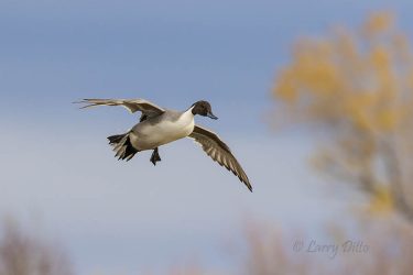 Northern Pintail landing