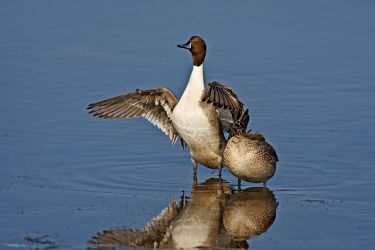 Northern Pintails (Anas acuta) male stretching wings while female sleeps, Laguna Madre, South Padre Island, Texas