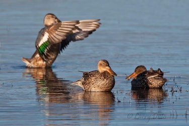 Northern Shoveler ducks feeding and preening