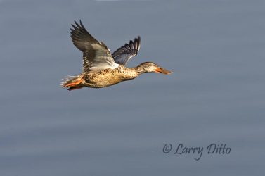 Northern Shoveler (Anas clypeata) female in flight, November