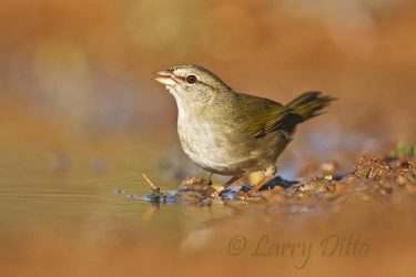 Olive Sparrow drinking at south Texas pond, winter