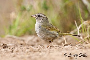 Olive Sparrow (Arremonops rufivirgatus) hunting for seeds, south Texas brush, winter