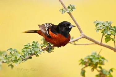 Orchard Oriole, male at South Padre Island during spring migration