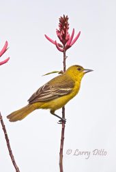 Orchard Oriole female on Coral Bean