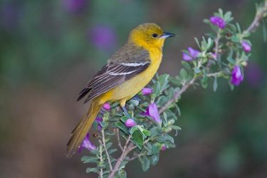 Orchard Oriole (Icterus spurius) female, spring