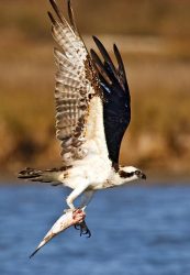 Osprey (Pandion haliaetus) adult with fish, Saint Charles Bay, Rockport, Texas