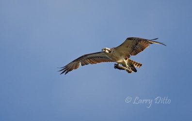 Osprey with trout, SPI