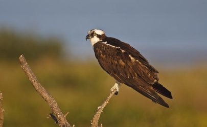 osprey